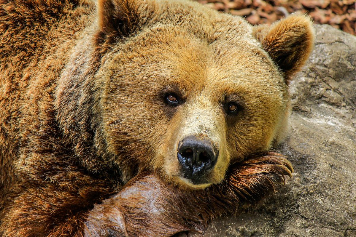 Чи правда, що ведмеді обожнюють мед чи це черговий міф. Чи любить клишоногий мед.