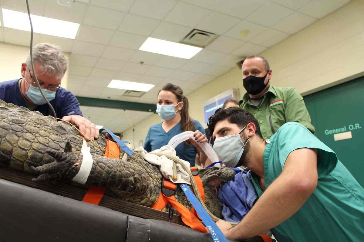 У Флориді крокодилу зробили операцію, щоб дістати кросівок зі шлунку. 160-кілограмова пацієнтка — самка крокодила на ім'я Анукет, яка живе в зоопарку.