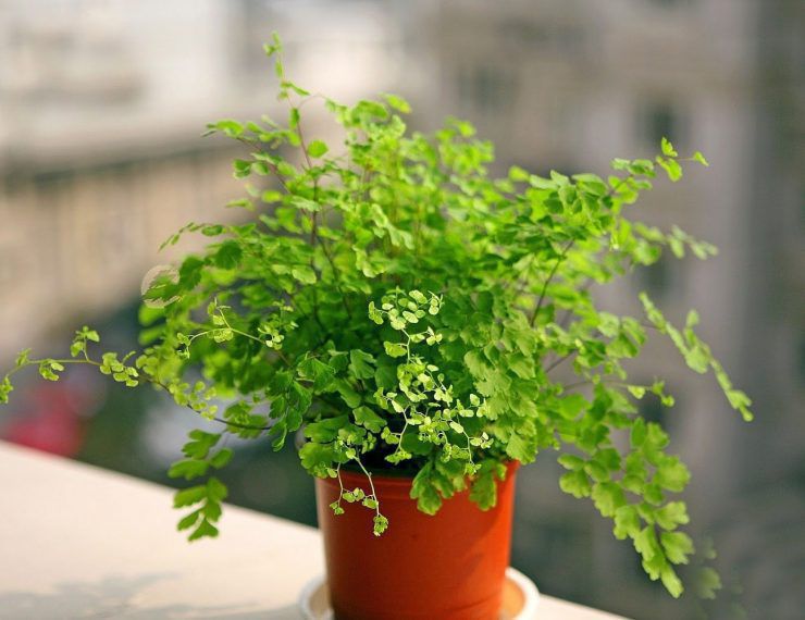 Ніжний адіантум: як виростити популярну папороть, та який догляд їй потрібен. Дуже чутлива рослина.