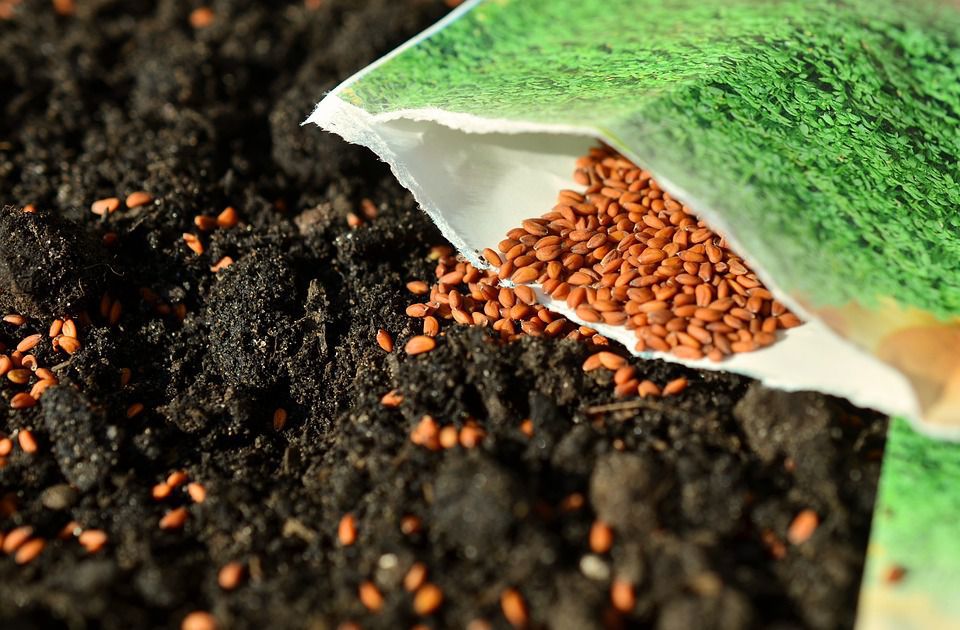 Проморожування насіння перед посадкою: для чого необхідна дана процедура і як її правильно зробити. Такий спосіб стане відмінною заміною стратифікації.