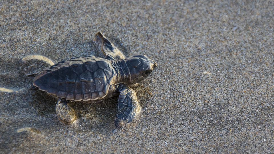 В Ізраїлі морських черепах вилікували майонезом від отруєння мазутом. Знаменитий соус допоміг рептиліям оговтатися після купання в токсичній смолі.