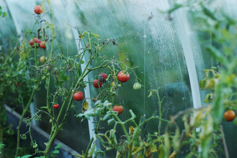 Що треба знати початківцям про вирощування помідорів. Відповіді на найбільш поширені питання.