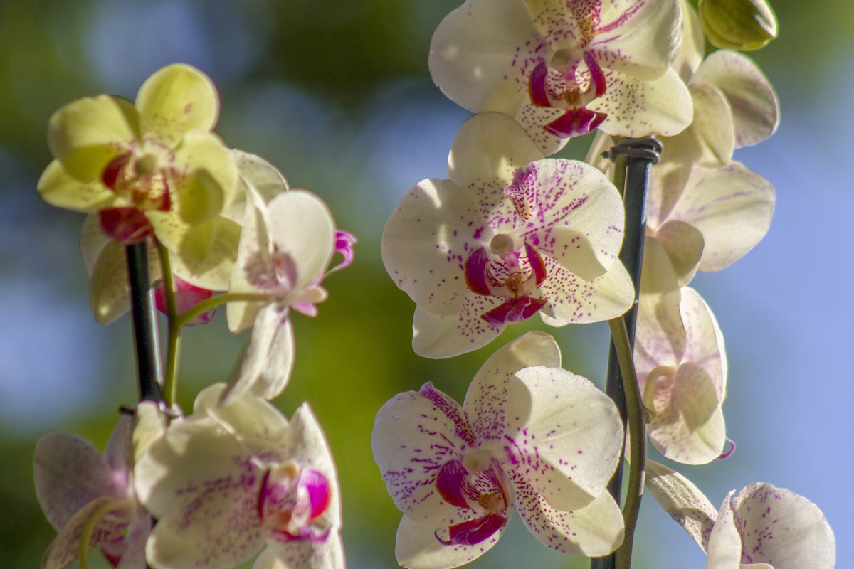 5 домашніх підживлень для орхідеї, чергуючи які, ваша рослина випустить нові сильні корені і квітконоси. ТОП-5 підгодівель для орхідеї.