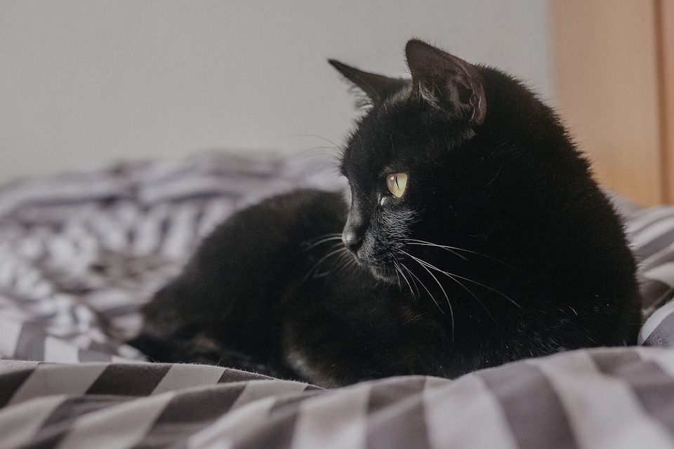 Чи можна у будинку тримати чорного кота: розкажуть прикмети. Існує багато забобон, що така тварина приносить в будинок багато проблем. Але чи дійсно це так?