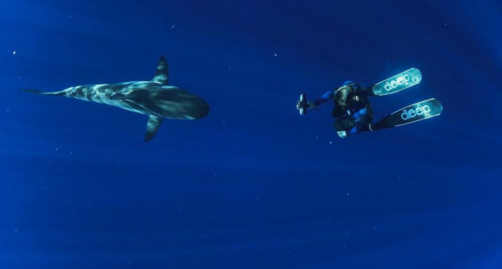 Морський біолог показала, як саме слід поводитися, коли ви зіткнулися з акулою віч-на-віч. У неймовірному відео нижче показаний момент, в якому жінка стикнулася віч-на-віч зі смертоносною тигровою акулою.