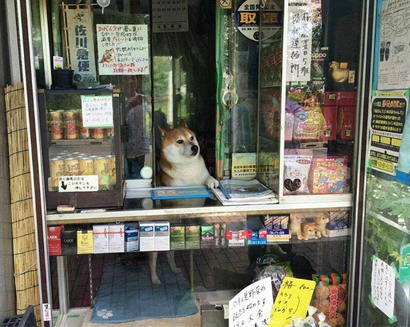 Історія наймилішого продавця в світі — собаки на прізвисько Сузукі з Токіо. Як песик став продавцем в кіоску.