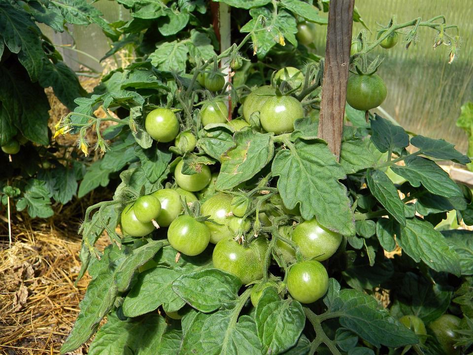 Скільки кущів високорослих і низькорослих томатів можна посадити в одній теплиці, щоб урожай був максимальним. Оптимальна кількість помідорів в теплиці.