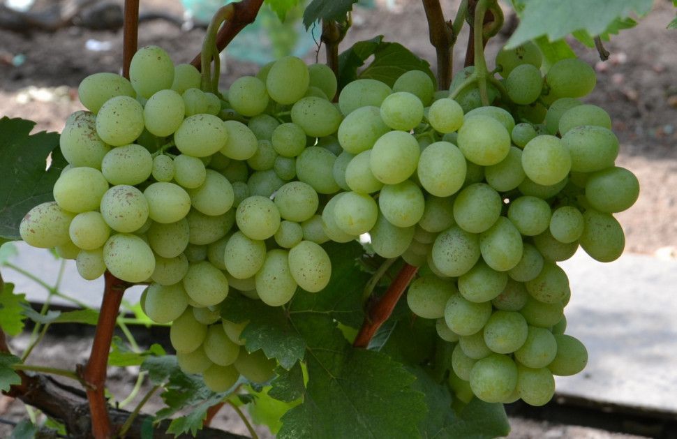 Ланселот — невибагливий і надійний сорт для виноградарів-початківців. Легкий у вирощуванні та затребуваний на ринку.