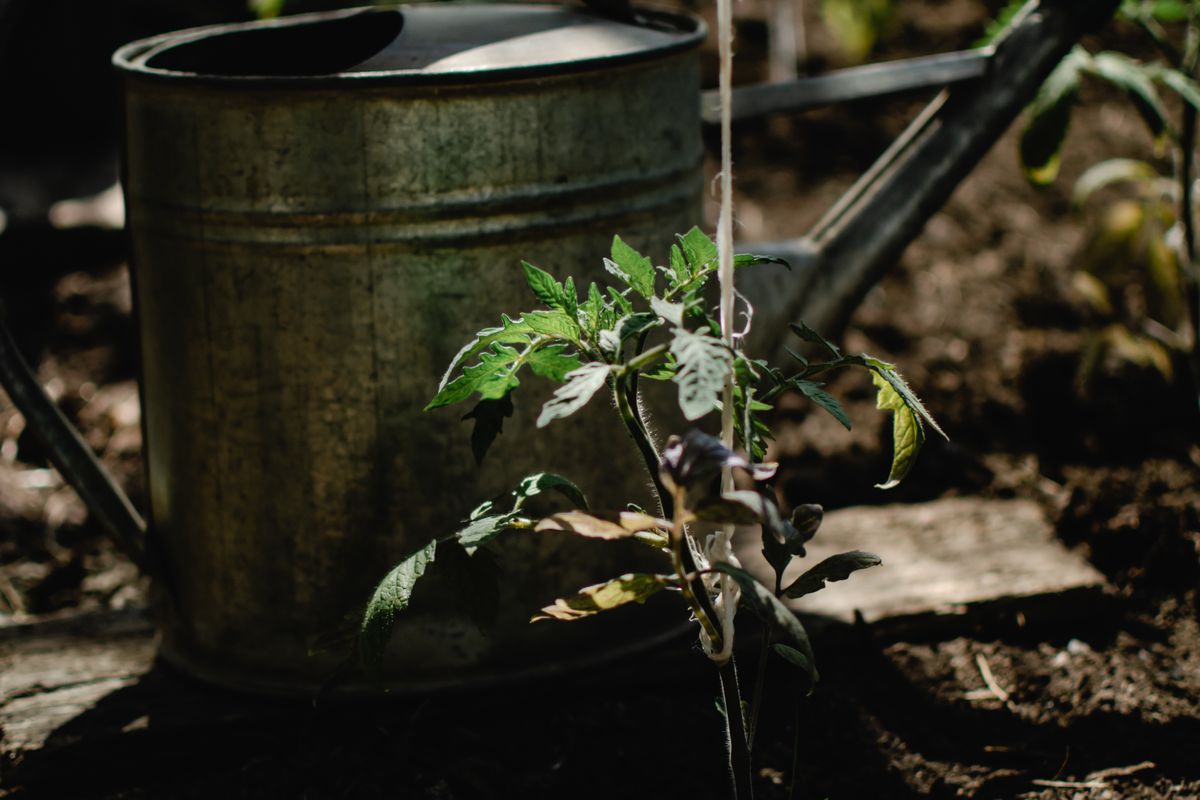 Підживлення розсади томатів і перців добривом з дріжджів. Рецепти приготування дріжджового настою і інструкція по удобренню.