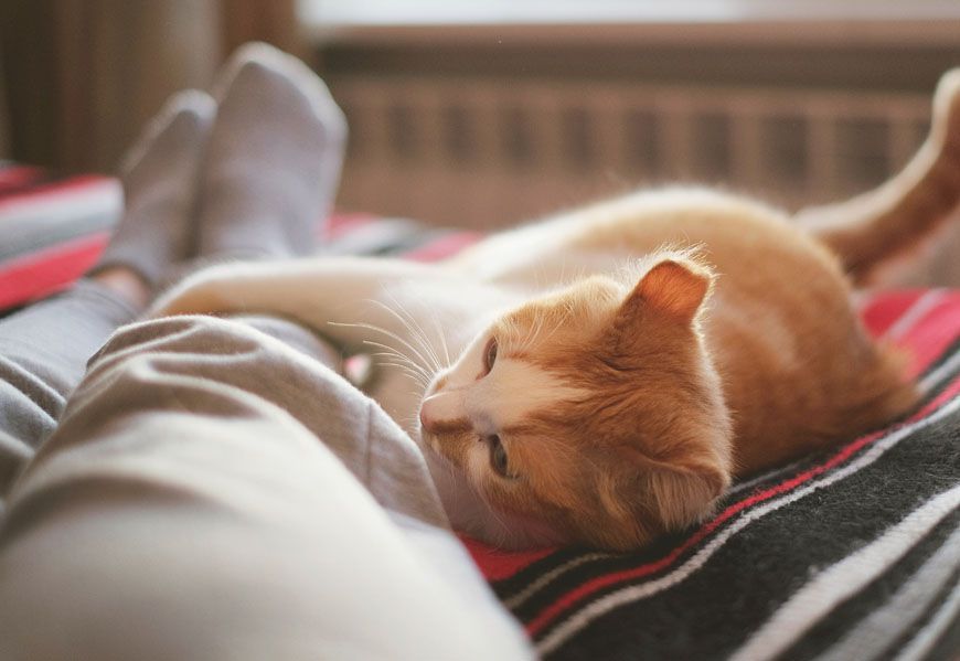 7 причин, чому кіт любить спати у ваших ногах. Локація "біля господарських ніг" — одна з найулюбленіших у пухнастиків.