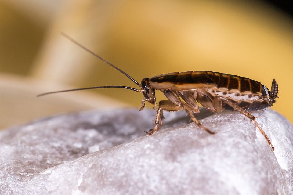 Раз і назавжди: як ефективно позбутися від тарганів. Прості правила профілактики допоможуть не допустити появи комах в житлі.