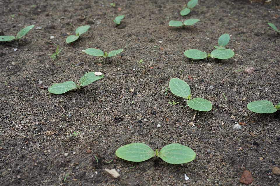 Чи потрібно замочувати насіння кабачків перед посадкою у відкритий ґрунт. У яких розчинах можна замочувати насіння кабачків перед посадкою на розсаду.