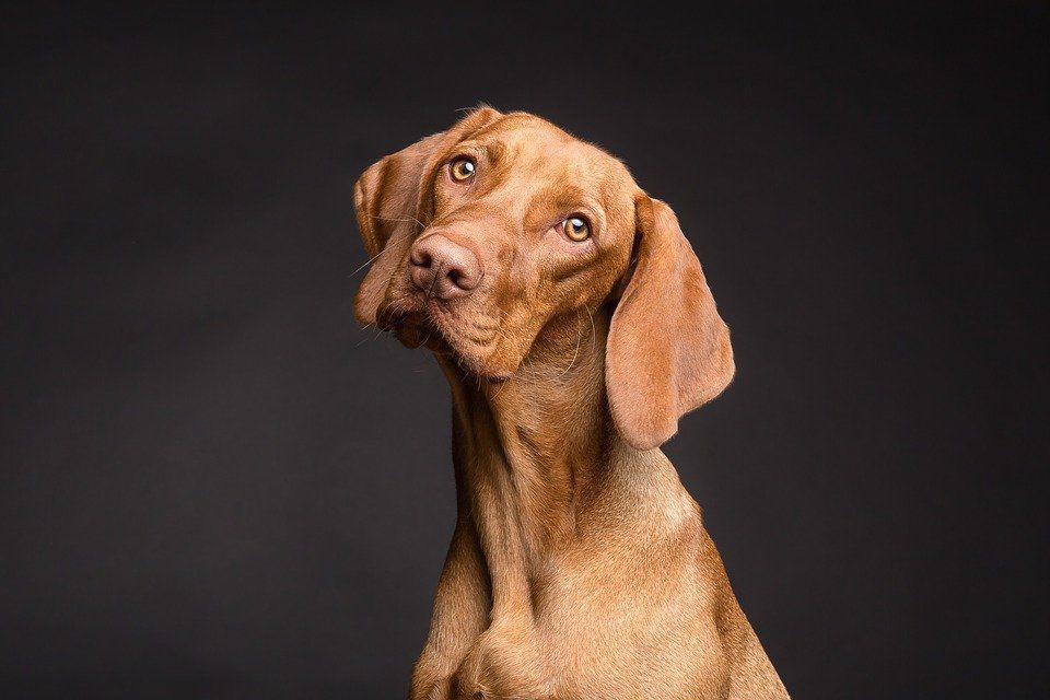 Учені за допомогою математики вичислили найкрасивіші породи собак. П'ятнадцять ідеально красивих улюбленців.