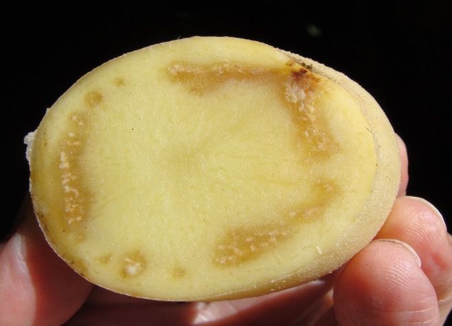 Як виявити та вилікувати кільцеву гниль у картоплі. Подолати кільцеву гниль картоплі можна за кілька кроків.