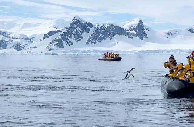 Пінгвін врятувався від зграї косаток, застрибнувши в човен до туристів. Один з мандрівників навіть підтримав пінгвіна рукою, щоб він не впав за борт.