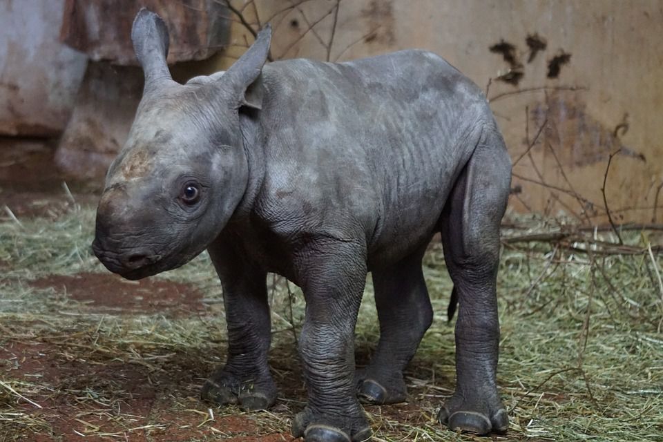 Чарівний малюк-носоріг кожен день грає доганялки з працівницями зоопарку. Однак це не просто розвага, а необхідність для маленької тварини.