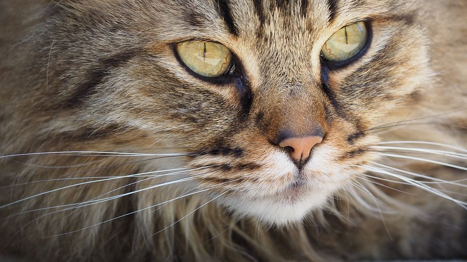 Чому у кішки 9 життів: де народилося повір'я і чи є за цим хоч якась правда. Розгянемо питання з точки зору науки.