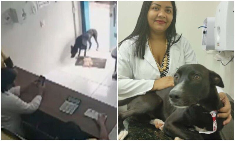 Хворий пес з пораненою лапою прийшов на поріг ветеринарної клініки. Собачка виявилася доброзичливою і довірливою.