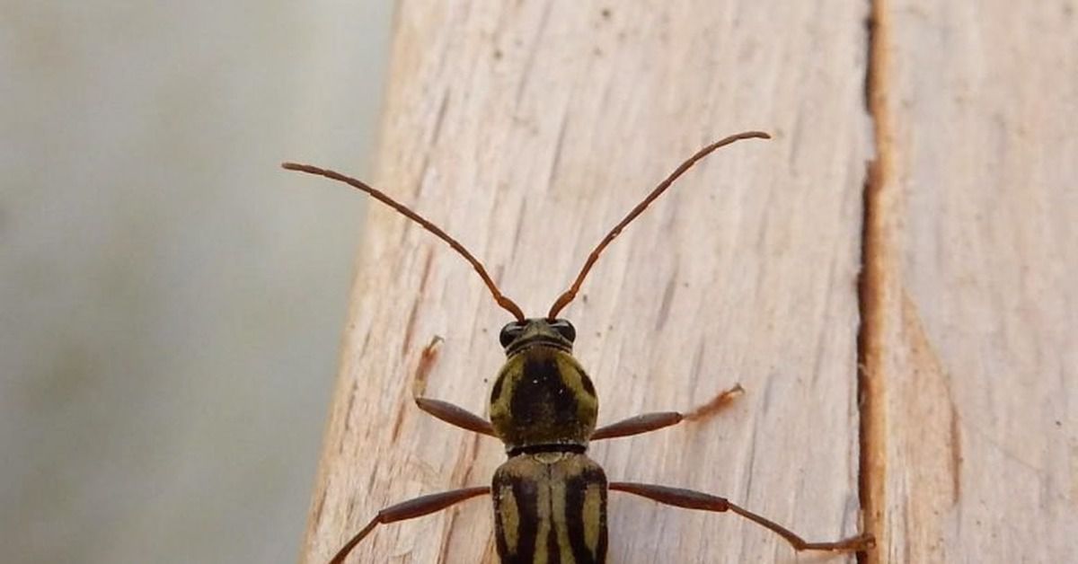 Європу захопив азіатський бамбуковий жук. Вчені стурбовані зростанням чисельності комахи.