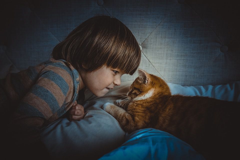 Як подружити дитину з кішкою, щоб ніхто не постраждав. Як встановити довірчі відносини між кішкою і дитиною.