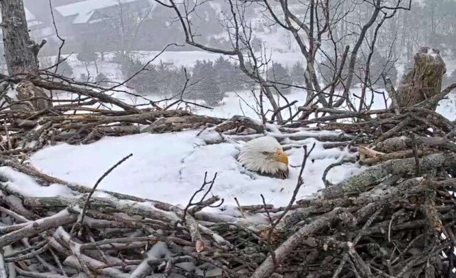 Неймовірна мама-орел захищає своє гніздо навіть тоді, коли вона вкрита снігом. Материнська любов не знає кордонів.