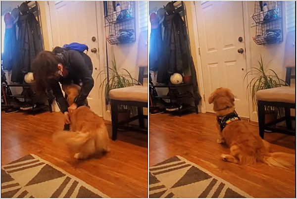 Дівчина підготувала пса до прогулянки і залишила вдома. Його емоційну реакцію вона записала на відео. Ролик захопив користувачів Мережі і викликав глибокі співчуття до тварини.
