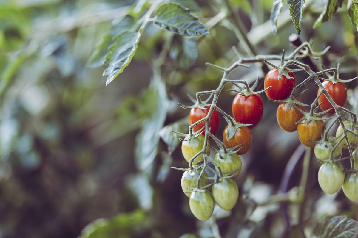 Хитрощі городників, які допоможуть виростити солодкі помідори. Томатний достаток — мрія господині.