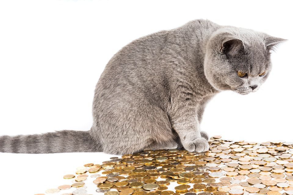 Мережу підкорив ролик, на якому кіт повторив за господарем нескладний трюк з монеткою. Лапочка-ілюзіоніст.