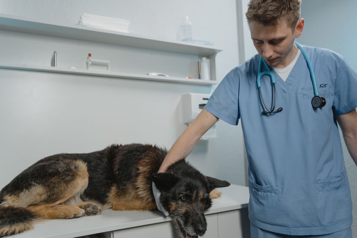 Дуже налякану собаку привели на процедури до ветеринара — але він знайшов спосіб її заспокоїти. Лікар із душею.