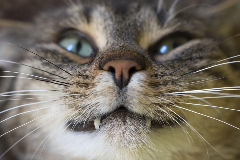 Чому у кішки випадають зуби: причини, що потрібно робити. Що робити, якщо у кота почали випадати зуби.
