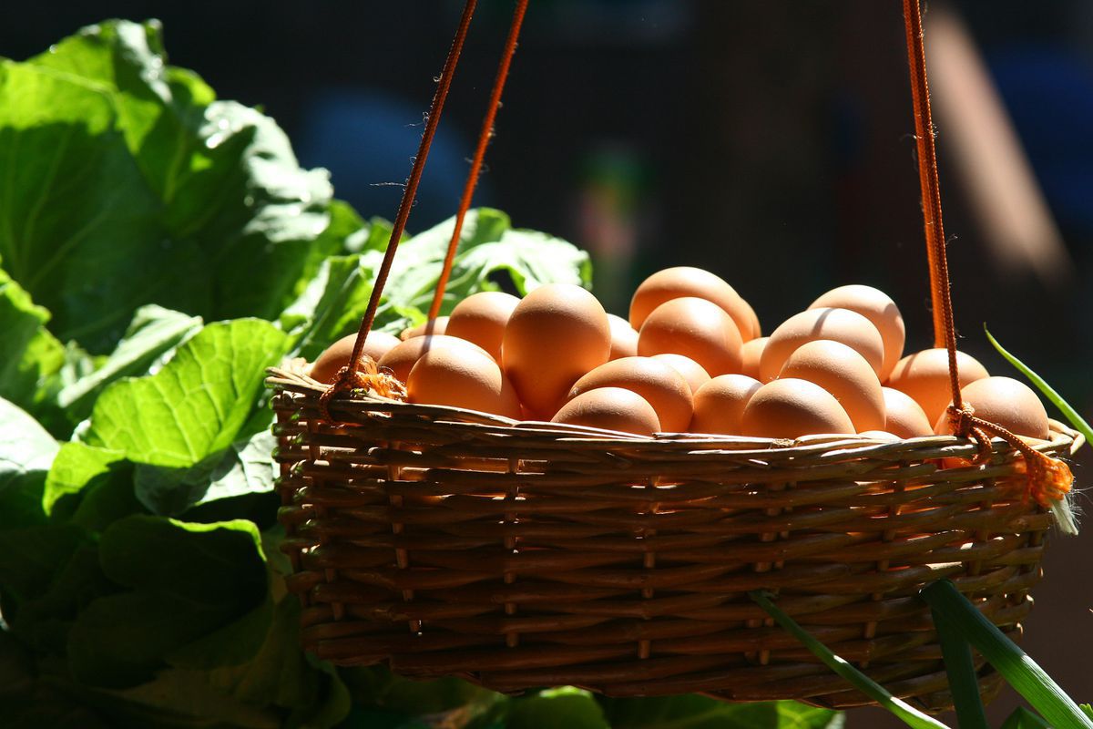 Як зберігати яйця без холодильника, щоб вони залишалися свіжими до пів року. Метод, який дозволить яйцям залишатися свіжими майже 6 місяців.