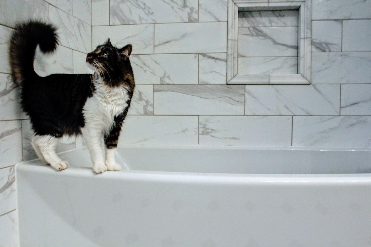 Кіт проситься до вас у ванну — розбираємося у причинах. Існує як мінімум 5 пояснень такої поведінки.