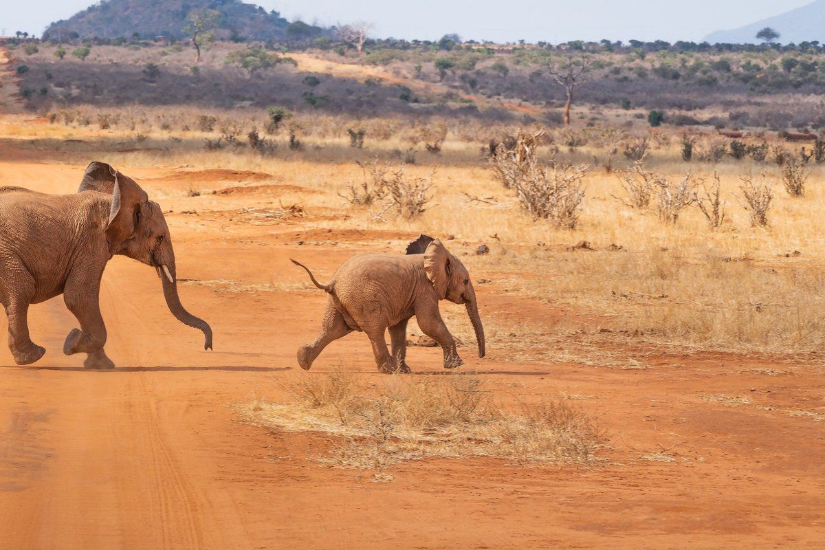 Кенійські слони зіткнулися з новою загрозою. Тварини зникають через попит на авокадо.