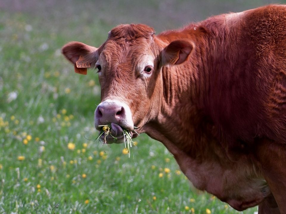 Годувати корів водоростями пропонують американські вчені. Так обсяг парникових газів знизиться на 82 %.