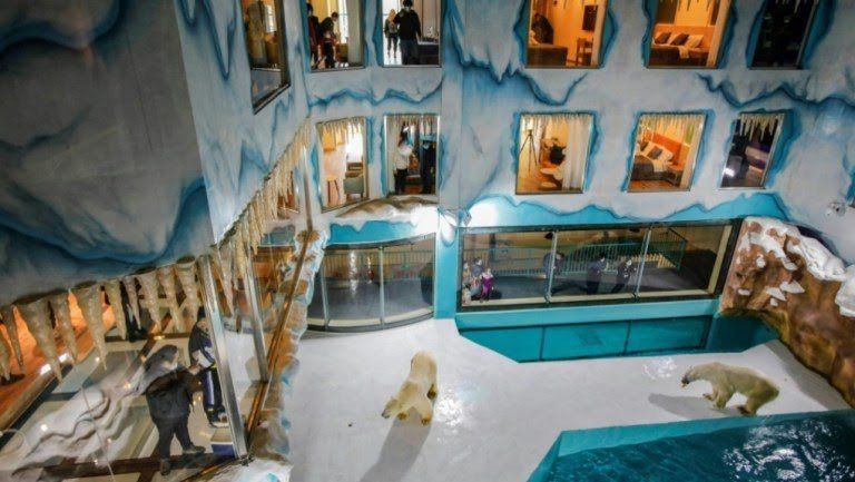 Унікальний готель з білими ведмедями відкрився в Китаї. За тваринами можна спостерігати прямо з номерів 24 години на добу.
