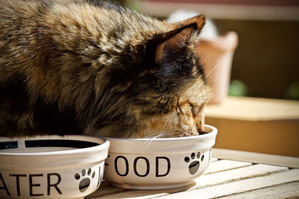 З яких причин кішка після їжі починає загрібати миску. Для такої поведінки у кішки є свої причини.