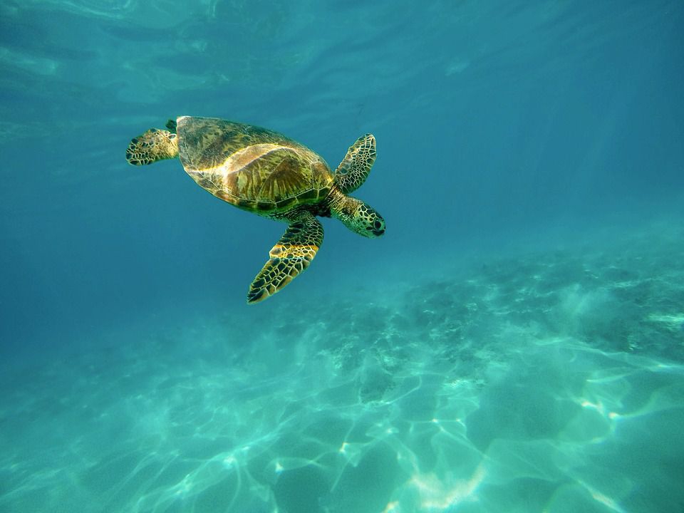Учені досі не зрозуміли, чому черепахи та пінгвіни плавають колами — але певні припущення існують. Зелені черепахи можуть пропливати 76 кіл, кожне з яких займає 16-20 секунд.