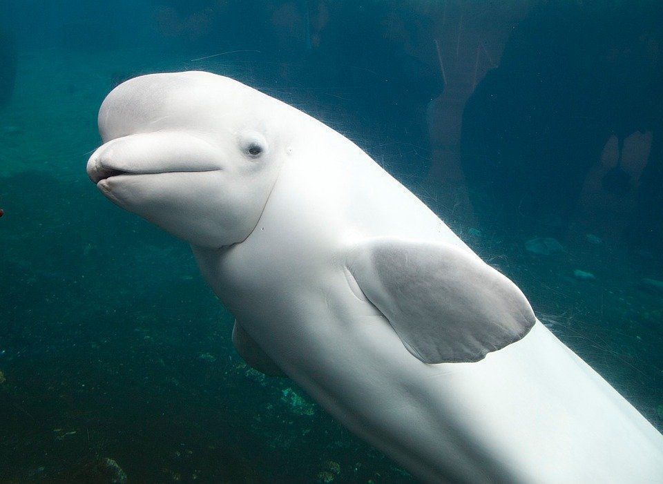 У каліфорнійській затоці Монтерей був помічений сірий дельфін білого кольору. У нього на тілі є «веснянки».