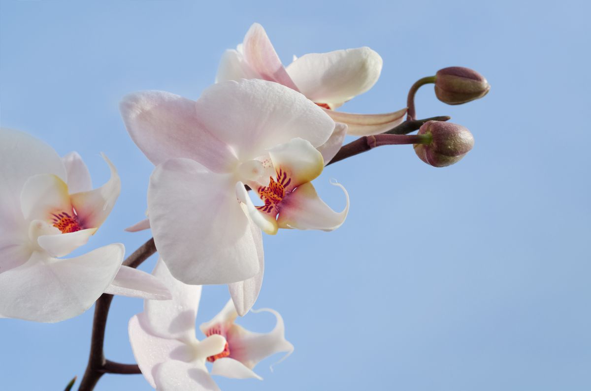 Орхідея випускає мало квітів — тоді вам потрібно обробити рослину розчином йоду. Як підживити фаленопсис звичайним аптечним йодом.