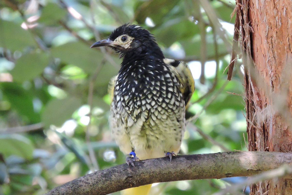 Рідкісні австралійські птахи забули свої пісні через самотність. Співати їх вчать орнітологи.