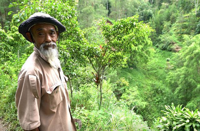 Жителі Індонезії не розуміли, навіщо місцевий дідусь витрачає своє життя, висаджуючи дерева. Через 24 роки вони зрозуміли: чоловік-геній.
