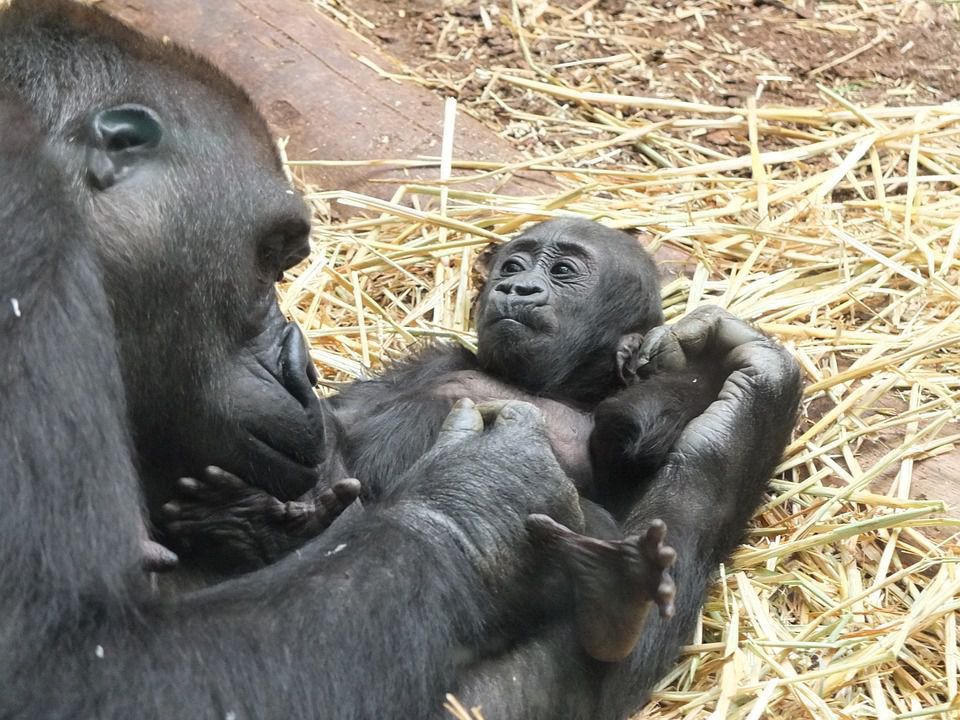 Відео довгоочікуваної зустрічі мами-горили зі своїм новонародженим малюком. Так любити можуть тільки мамусі.