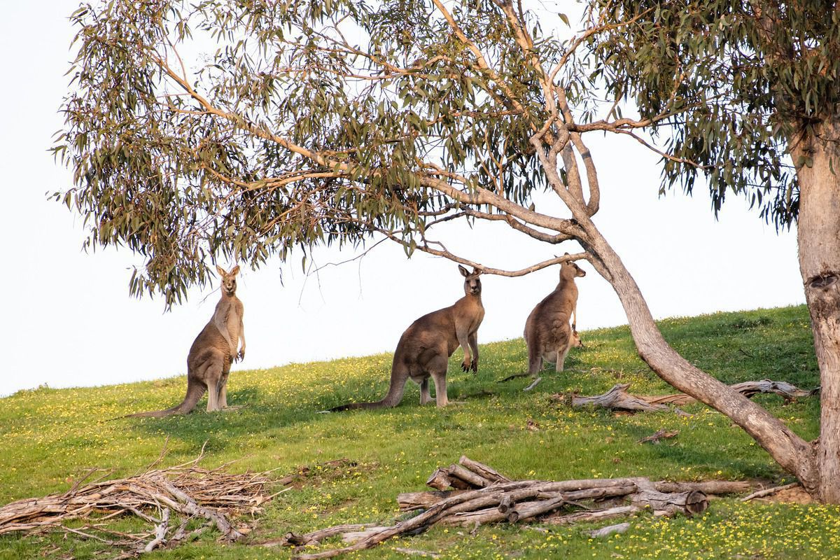 Палеонтологи з'ясували, що в давнину великі кенгуру жили на деревах. Вони важили не менше 50 кілограмів.