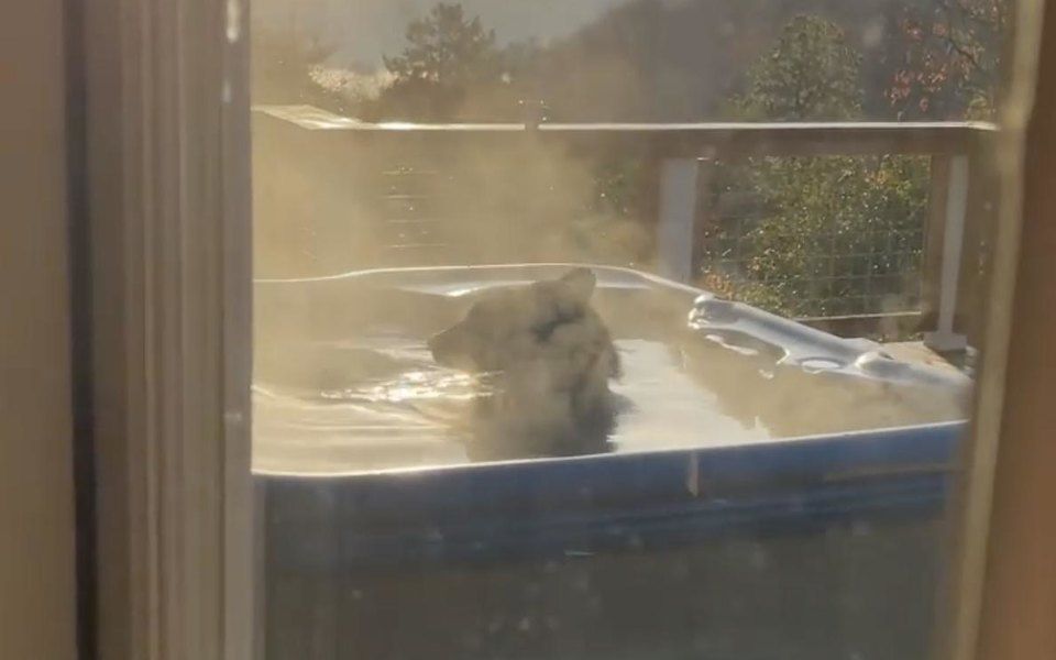 Відео тижня: у США ведмідь забрів на терасу приватного котеджу і не упустив можливості розслабитися в джакузі. Ніхто не постраждав, а ведмедик, навпаки, навіть оздоровився.