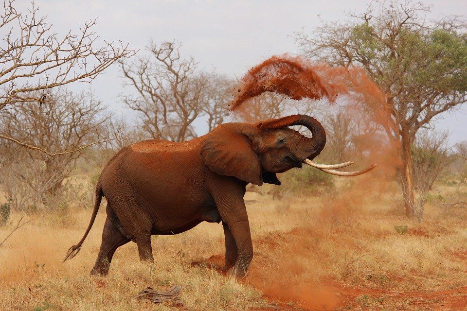 Експерти заявили, що африканські слони перебувають на межі вимирання. Їх популяція за кілька десятиліть скоротилася на 86%.