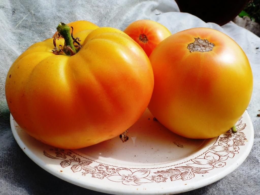 Томати біколор — смачний та ні на що не схожий сорт помідорів. Сорт, завдяки якому можна відкрити для себе помідори заново.