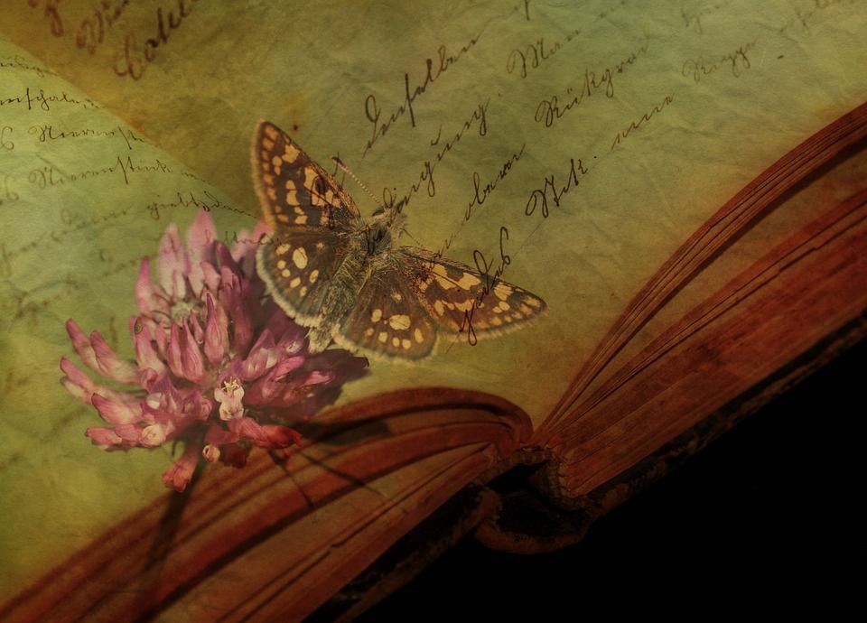 В книзі XVII століття був знайдений засушений метелик в ідеальному стані. Можливо, комаха пролежала там майже 400 років.