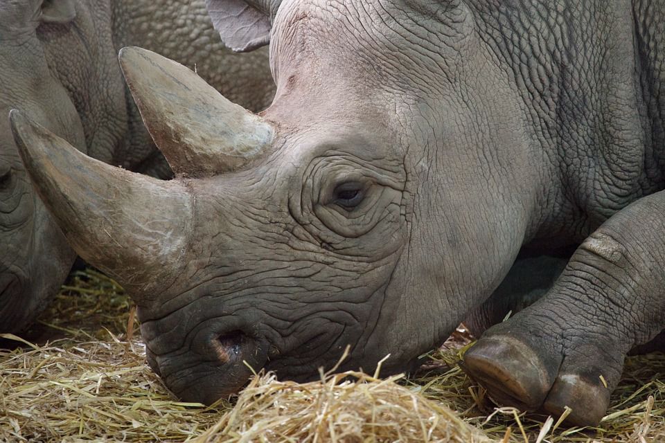 Всесвітній банк випустить п'ятирічні облігації для збереження дикої природи. Їх прибутковість буде залежати від чисельності популяції чорних носорогів.
