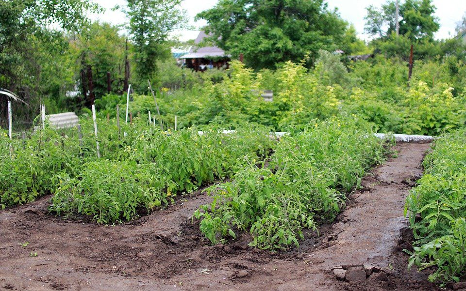 Вибір сусідів по грядці: які рослини можна садити поруч з помідорами. Правильна посадка — це одна із запорук успіху.