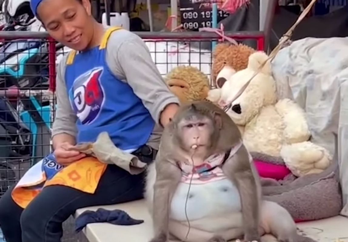 У Таїланді зоозахисники забрали у господаря мавпу з ожирінням та відправили на лікування. Тварина жила в крамниці на ринку і харчувалася фастфудом.